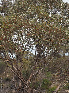 Eucalyptus incrassata p Denzel Murfet Monarto